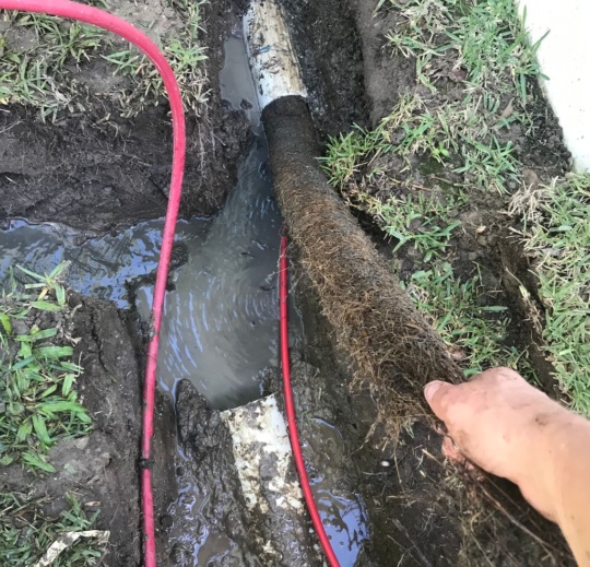 Blocked drains on the gold coast With Tree Roots